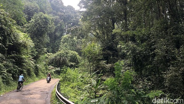 Melintasi hutan sebelum mencapai kebun teh Cianten. Hutan tropis ini masih rimbun dan sunyi. Yang Yang terdengar hanya suara kendaraan yang melintas, itu pun tidak banyak.