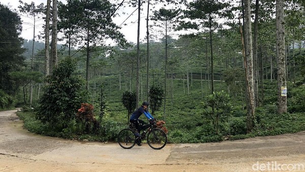 Pesepeda melintasi kawasan perkebunan teh Cianten. Perkebunan ini dikelola oleh perusahaan BUMN, PT PTPN VIII.