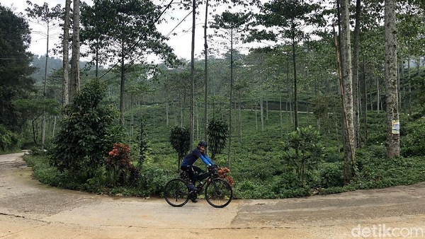 Pesepeda melintasi kawasan perkebunan teh Cianten. Perkebunan ini dikelola oleh perusahaan BUMN, PT PTPN VIII. Pesepeda melintasi kawasan perkebunan teh Cianten. Perkebunan ini dikelola oleh perusahaan BUMN, PT PTPN VIII.