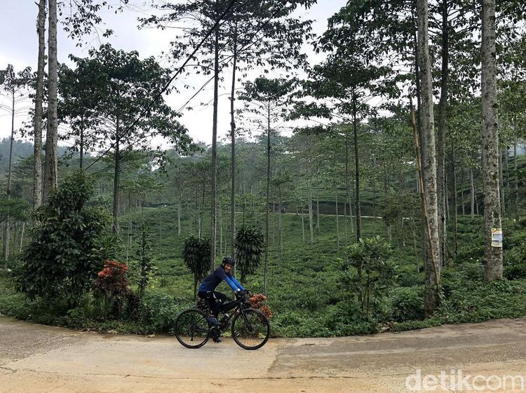 Mencoba Jalur Syahdu Kebun Teh Cianten Bogor