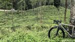 Mencoba Jalur Syahdu Kebun Teh Cianten Bogor