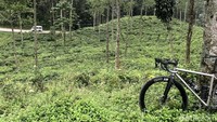 Kendaraan melintasi kawasan perkebunan di di ketinggian 900 an mdpl. Jika sudah sampai di sini, pesepeda kembali ke arah Kota Bogor atau meneruskan perjalanan menuju Sukabumi.