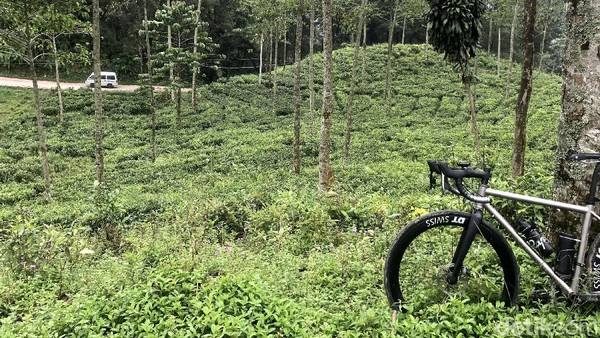 Kendaraan melintasi kawasan perkebunan di di ketinggian 900 an mdpl. Jika sudah sampai di sini, pesepeda kembali ke arah Kota Bogor atau meneruskan perjalanan menuju Sukabumi. Kendaraan melintasi kawasan perkebunan di di ketinggian 900 an mdpl. Jika sudah sampai di sini, pesepeda kembali ke arah Kota Bogor atau meneruskan perjalanan menuju Sukabumi.