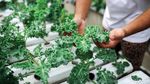 Kreatif, Pemuda Ini Raup Untung dari Ladang Hidroponik di Atap Rumah