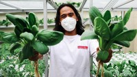 Angga sudah memulai menjadi petani hidroponik sejak satu tahun terakhir.