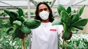 Kreatif, Pemuda Ini Raup Untung dari Ladang Hidroponik di Atap Rumah
