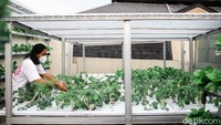 Setiap Minggu, Angga memanen lalu menjual hasil taninya tersebut.