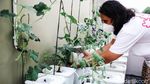 Kreatif, Pemuda Ini Raup Untung dari Ladang Hidroponik di Atap Rumah