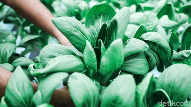 Angga Diandry sukses mengembangkan pertanian dengan sistem hidroponik di rooftop rumahnya kawasan Tebet, Jaksel. Sayuran yang dikembangkan seperti pakcoy, kale dan selada.