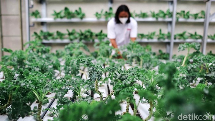 Angga Diandry sukses mengembangkan pertanian dengan sistem hidroponik di rooftop rumahnya kawasan Tebet, Jaksel. Sayuran yang dikembangkan seperti pakcoy, kale dan selada.