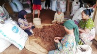 Setelah dipanen, rempah seperti kencur atau tanaman yang mempunyai akar batang ini kemudian dibersihkan dari sisa-sisa tanah dan akar-akar kecil yang tidak terpakai.