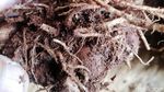 Menilik Rempah-rempah yang Jadi Ladang Uang di Desa Jingkang Sumedang