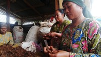 Seorang ibu tampak telaten membersihkan kencur yang baru dipanen dari akar-akarnya yang tidak terpakai.