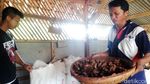 Menilik Rempah-rempah yang Jadi Ladang Uang di Desa Jingkang Sumedang