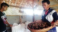 Setelah dibersihkan, kencur kemudian diayak untuk menghilangkan sisa tanah yang masih menempel untuk selanjutnya dimasukan ke dalam karung.