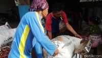 Kencur yang telah dimasukan ke dalam karung kemudian ditimbang untuk selanjutnya siap diambil oleh para bandar.