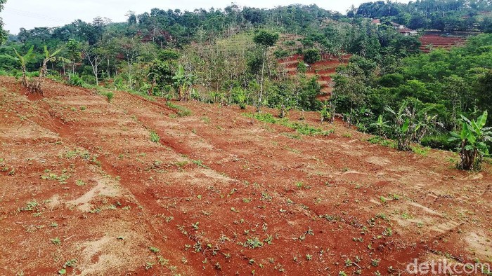 Para petani mengolah bumbu dapur, rempah-rempah maupun empon-empon di Jingkang Sumedang. Kawasan tersebut dikenal sebagai penghasil uang dari rempah-rempah.