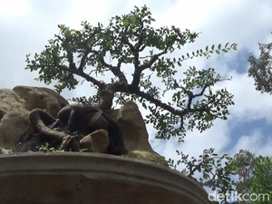 Melihat Kontes Bonsai Pratama dan Prospek di Sulawesi Selatan