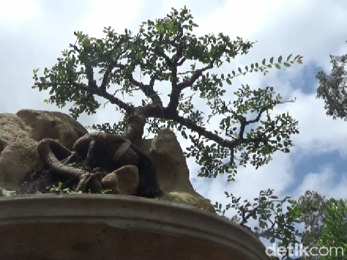 Pria di Lumajang ini begitu hobi membuat bonsai. Kini, hobinya itu mendatangkan cuan.