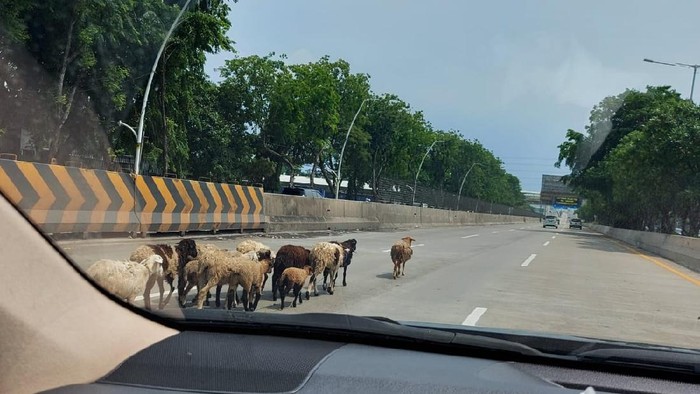 Kambing masuk Tol Tanjung Priok Jakut