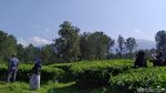 Kembalikan Semangat Lewat yang Hijau-hijau di Kebun Teh Cisarua Puncak