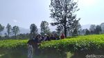 Kembalikan Semangat Lewat yang Hijau-hijau di Kebun Teh Cisarua Puncak