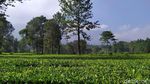 Kembalikan Semangat Lewat yang Hijau-hijau di Kebun Teh Cisarua Puncak