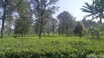 Kembalikan Semangat Lewat yang Hijau-hijau di Kebun Teh Cisarua Puncak