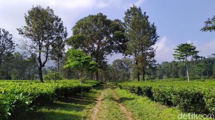 Kebun Teh Cisarua