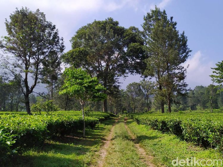 Kembalikan Semangat Lewat yang Hijau-hijau di Kebun Teh Cisarua Puncak