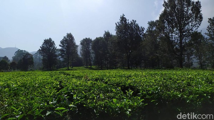 Kebun Teh Cisarua
