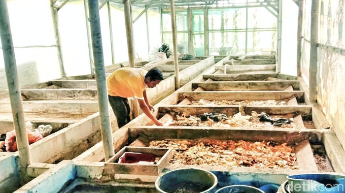 Pemuda di Sukabumi berdayakan belatung di wilayahnya