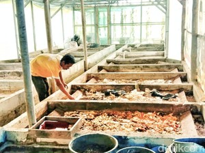 Budidaya Belatung, Pemuda di Sukabumi Perangi Sampah di Lingkungannya