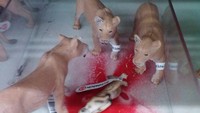 Boneka macam ini sepertinya tidak cocok untuk anak-anak, karena menggambarkan bagaimana singa-singa tersebut mencari makan dan membunuh bintang lain. Foto: Dok. Brightside/aceinthehole45/reddit