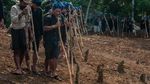 Kekompakan Suku Baduy Saat Menanam Padi
