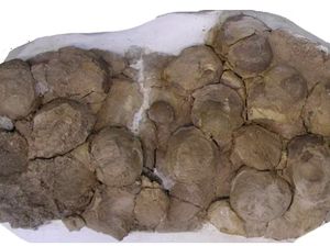 Ilmuwan Temukan 256 Fosil Telur Dinosaurus di Negara Asia