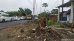 Hiii.. Ini Sosok Misterius yang Viral Saat Pohon Tumbang di Mojokerto