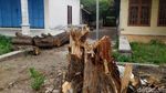 Hiii.. Ini Sosok Misterius yang Viral Saat Pohon Tumbang di Mojokerto