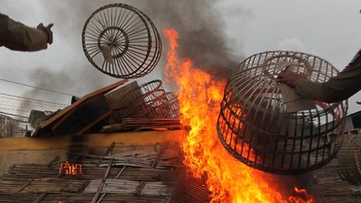 Diduga Jadi Ajang Judi, Kandang Burung Merpati di Surabaya Dibakar