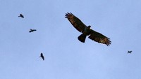 Warga dunia diharapkan dapat menyuarakan aspirasi mereka untuk kelestarian burung migrasi dan habitat tempat mereka tinggal.