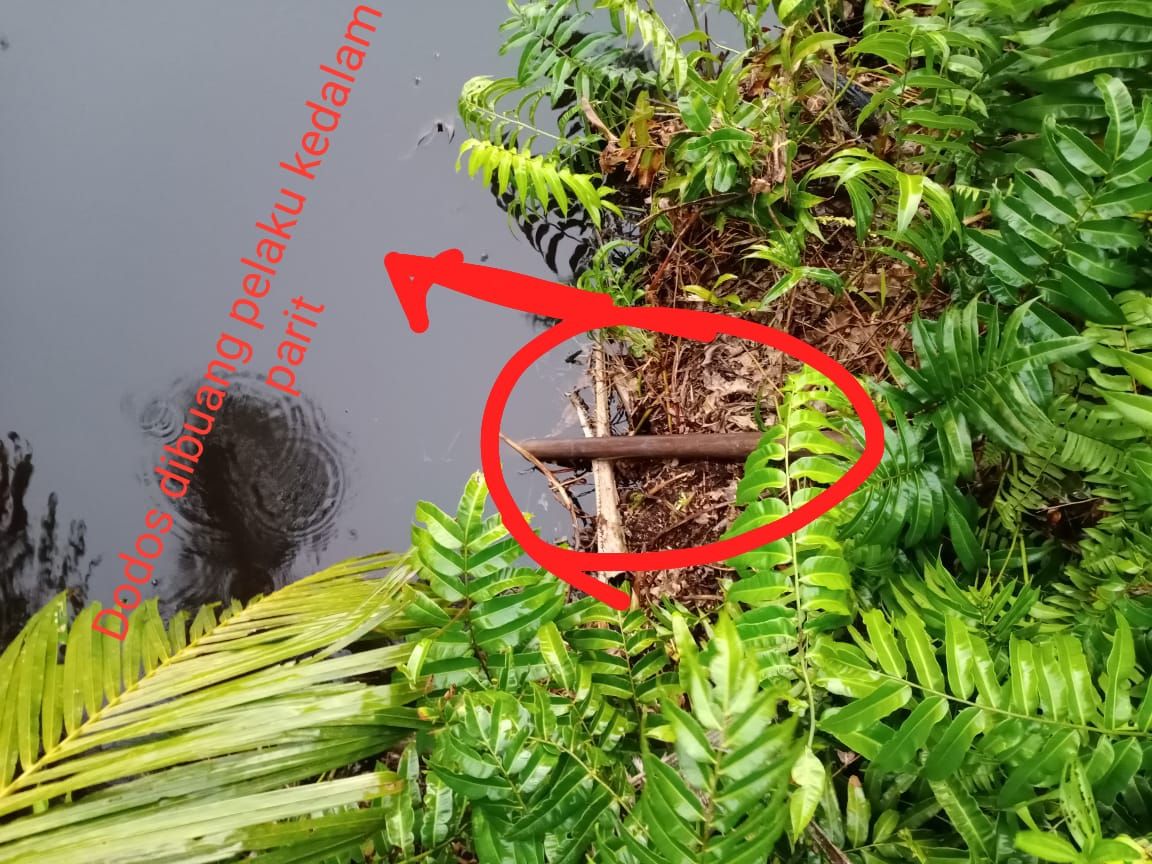 Polisi mengamankan sejumlah barang bukti di kasus pembunuhan karena permintaan menikah ditolak di Rokan Hulu, Riau. Salah satunya adalah dodos. (dok Istimewa)