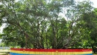 Ritual Cari Jodoh di Pohon Cinta