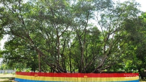 Ritual Cari Jodoh di Pohon Cinta
