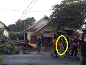 Viral Penampakan Sosok Misterius Saat Pohon Sono Tumbang di Mojokerto