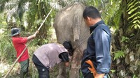 Malam harinya sekitar pukul 22.00 WIB, tim gabungan dari BKSDA Riau, Balai TNTN dan masyarakat menuju lokasi kejadian di Bukit Apolo, Desa Bagan Limau Pelalawan.