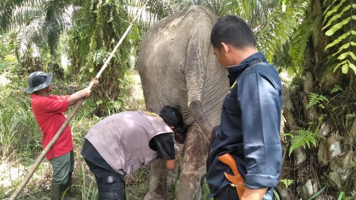 Gajah Betina Dewasa Ditemukan Mati di Riau Seekor gajah dewasa berusia 30 tahun di wilayah Bukit Apolo Pelalawan, Riau ditemukan mati. Gajah betina itu mati setelah sempat diobati karena sakit.