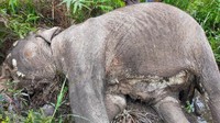 Keesokan harinya, Kamis (28/10) sekitar pukul 08.00 Wib tim menemukan bangkai gajah untuk nekropsi gajah sumatera yang mati. Hasilnya gajah betina diduga mati, Selasa (29/10).