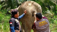 Sementara dari ciri fisiknya gajah tersebut adalah gajah sakit yang sudah dilakukan pengobatan pada Sabtu (23/10).