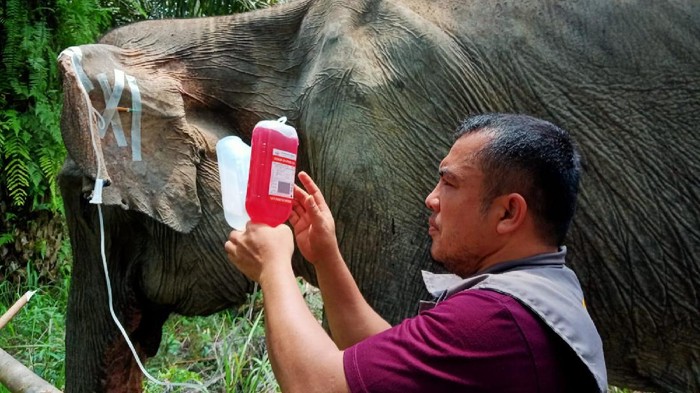 Gajah Betina Dewasa Ditemukan Mati di Riau Seekor gajah dewasa berusia 30 tahun di wilayah Bukit Apolo Pelalawan, Riau ditemukan mati. Gajah betina itu mati setelah sempat diobati karena sakit.