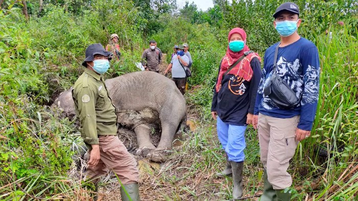 Gajah Betina Dewasa Ditemukan Mati di Riau Seekor gajah dewasa berusia 30 tahun di wilayah Bukit Apolo Pelalawan, Riau ditemukan mati. Gajah betina itu mati setelah sempat diobati karena sakit.